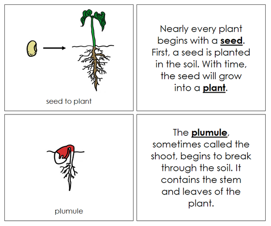 Seed to Plant Nomenclature Book (red) - Montessori Print shop