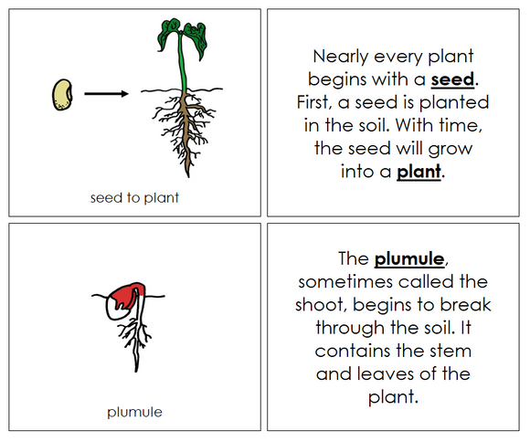 Seed to Plant Nomenclature Book (red) - Montessori Print shop