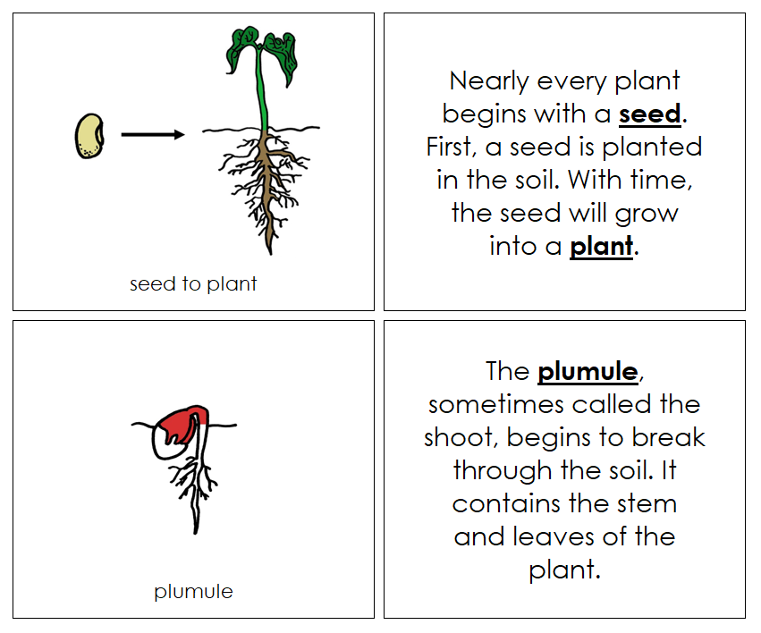 Seed to Plant Nomenclature Book (red) - Montessori Print shop