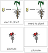 Seed to Plant Nomenclature 3-Part Cards (red) - Montessori Print Shop