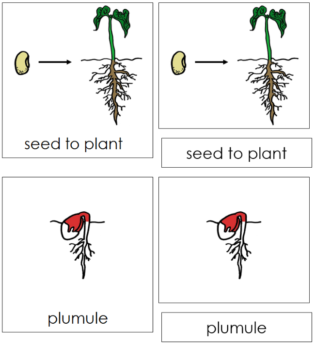 Seed to Plant Nomenclature 3-Part Cards (red) - Montessori Print Shop Digital Download