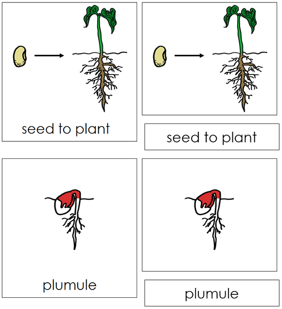 Seed to Plant Nomenclature Cards (red) - Montessori Print Shop