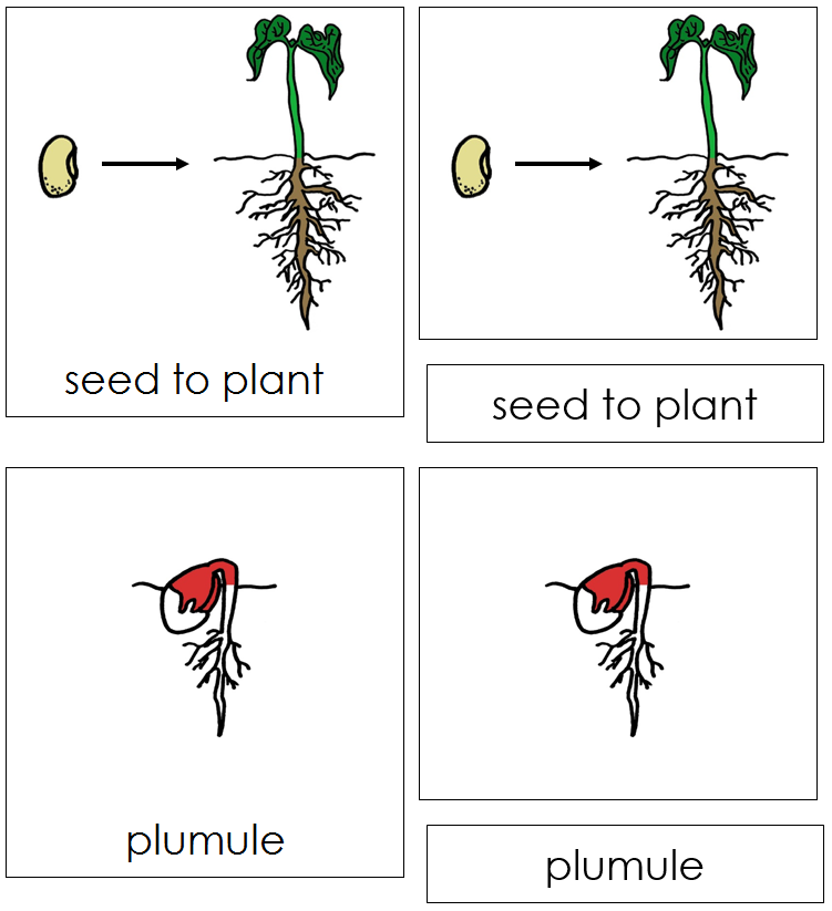Seed to Plant Nomenclature 3-Part Cards (red) - Montessori Print Shop