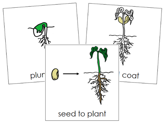Seed to Plant 3-Part Nomenclature Cards - Montessori Print Shop Digital Download