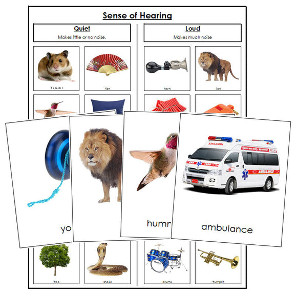 Sense of Hearing Sorting Cards - Montessori Print Shop