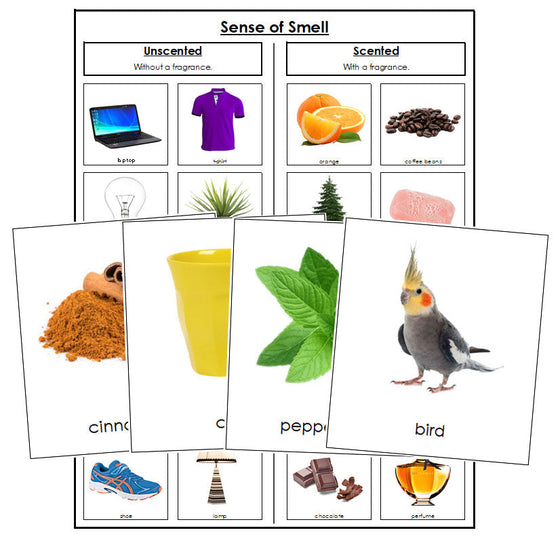 Sense of Smell Sorting Cards - Montessori Print Shop