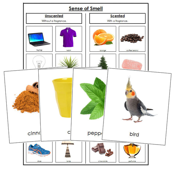 Sense of Smell Sorting Cards - Montessori Print Shop