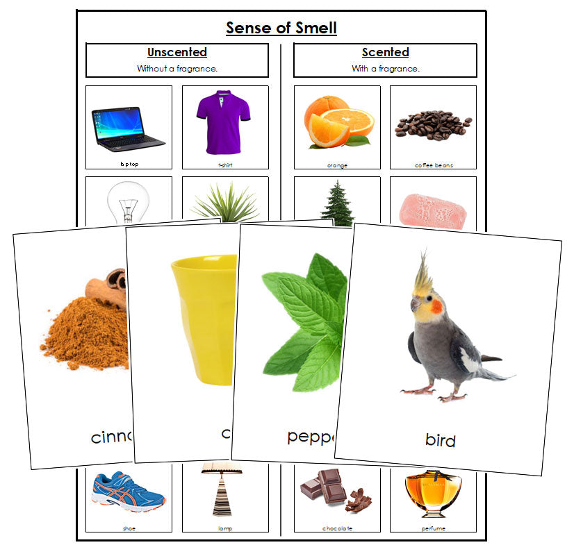 Sense of Smell Sorting Cards - Montessori Print Shop