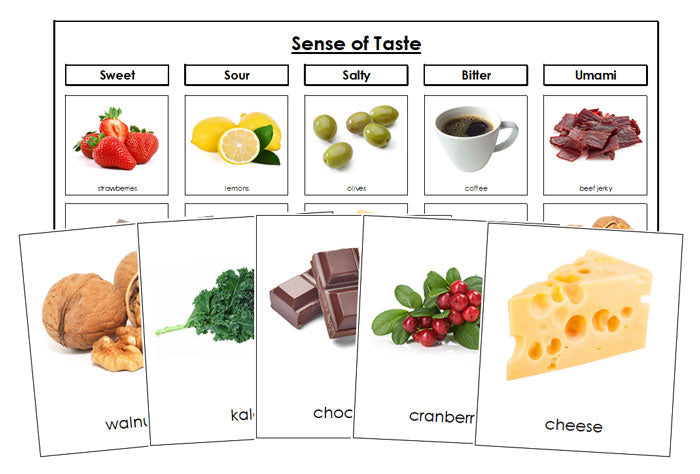 Sense of Taste Sorting Cards - Montessori Print Shop Digital Download