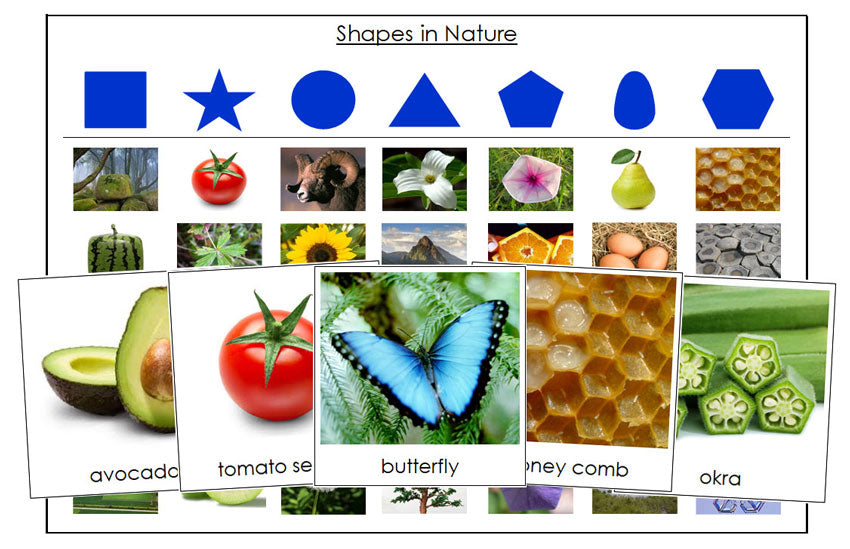 Shapes in Nature Sorting Cards & Control Chart - Montessori Print Shop Digital Download