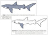 Parts of a Shark Nomenclature Book - Montessori Print Shop