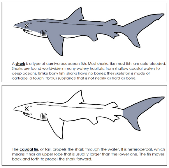 Parts of a Shark Nomenclature Book - Montessori Print Shop Digital Download