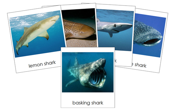Types of Sharks 3-Part Cards - Montessori Print Shop Digital Download