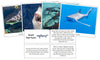 Shark Fast Facts & Pictures - Montessori Print Shop