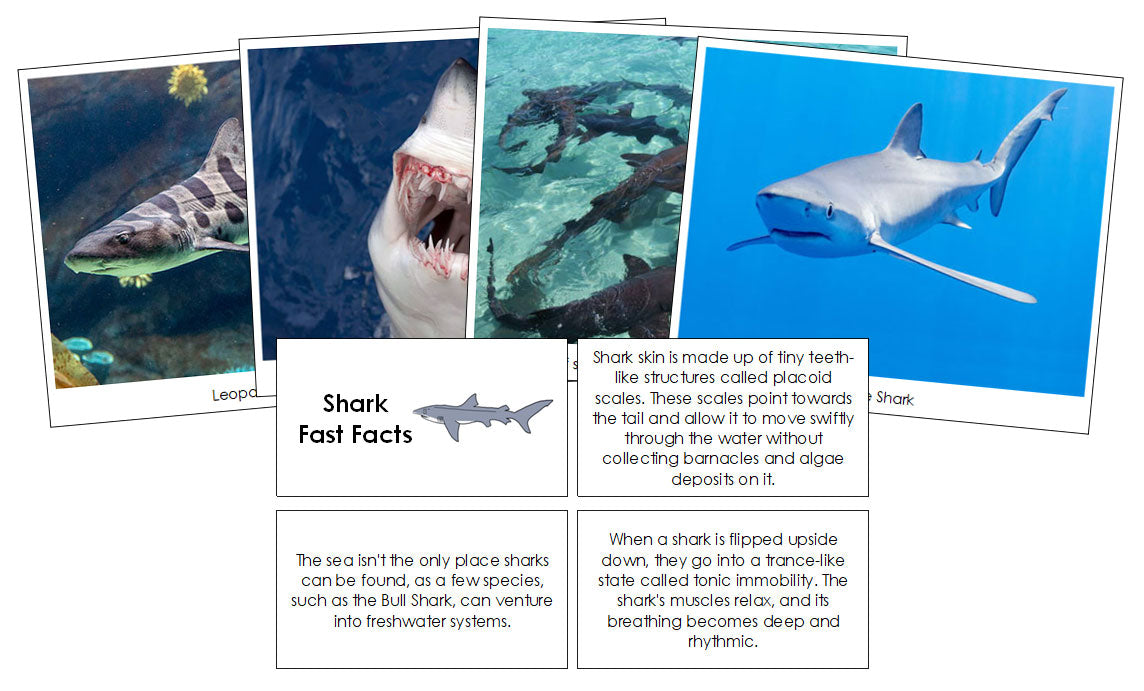 Shark Fast Facts & Pictures - Montessori Print Shop Digital Download