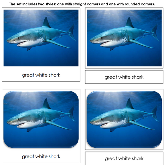 Sharks Safari Toob Cards - Montessori Print Shop Digital Download