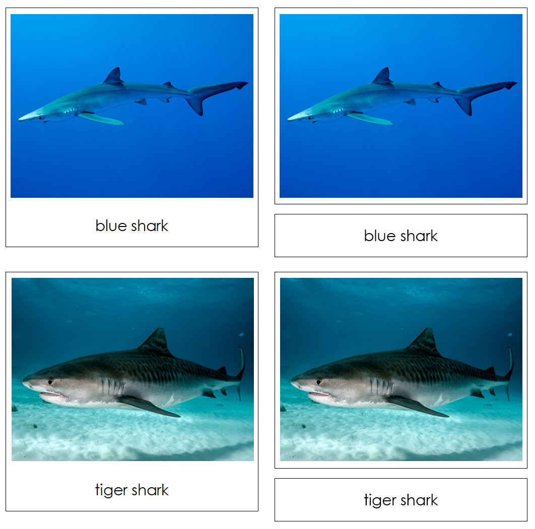 Sharks Safari Toob Cards - Montessori Print Shop Digital Download