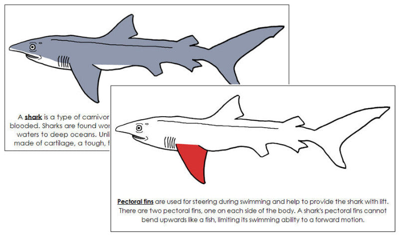Shark Nomenclature Book (red) - Montessori Print Shop Digital Download