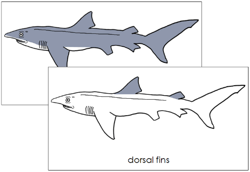 Parts of a Shark 3-Part Nomenclature Cards  - Montessori Print Shop Digital Download