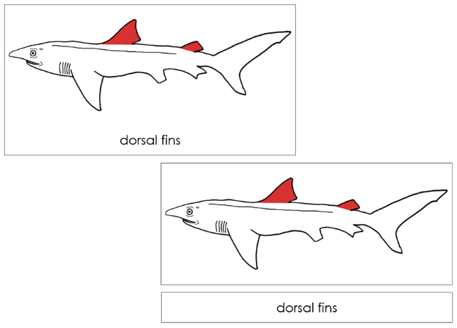 Parts of a Shark 3-Part Nomenclature Cards (red) - Montessori Print Shop Digital Download