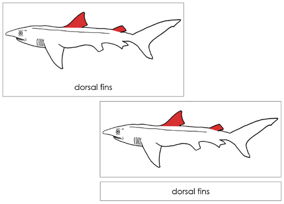Parts of a Shark 3-Part Nomenclature Cards (red) - Montessori Print Shop Digital Download