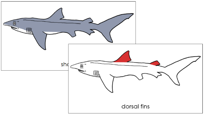 Parts of a Shark 3-Part Nomenclature Cards (red) - Montessori Print Shop Digital Download