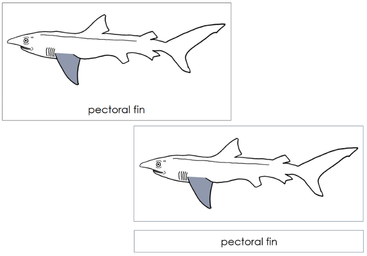 Parts of a Shark 3-Part Nomenclature Cards  - Montessori Print Shop Digital Download