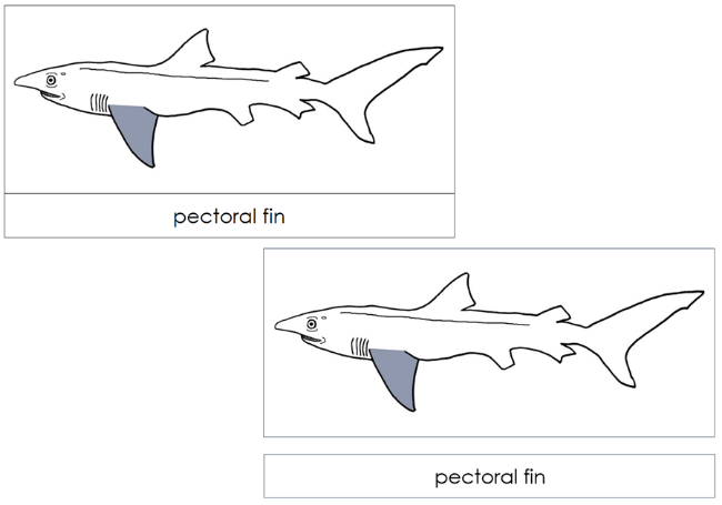 Parts of a Shark 3-Part Nomenclature Cards  - Montessori Print Shop Digital Download