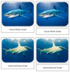 Sharks Safari Toob Cards - Montessori Print Shop