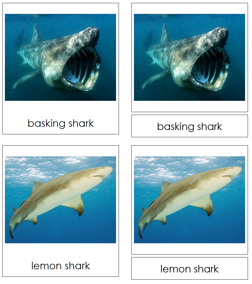 Types of Sharks 3-Part Cards - Montessori Print Shop Digital Download