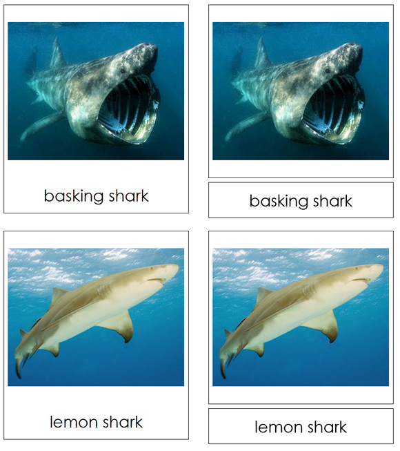 Types of Sharks 3-Part Cards - Montessori Print Shop Digital Download