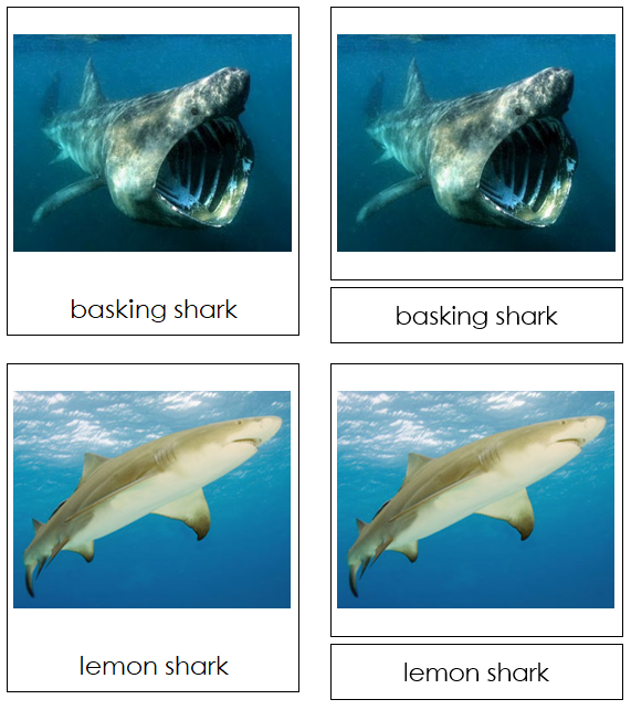 Sharks 3-Part Cards - Montessori Print Shop