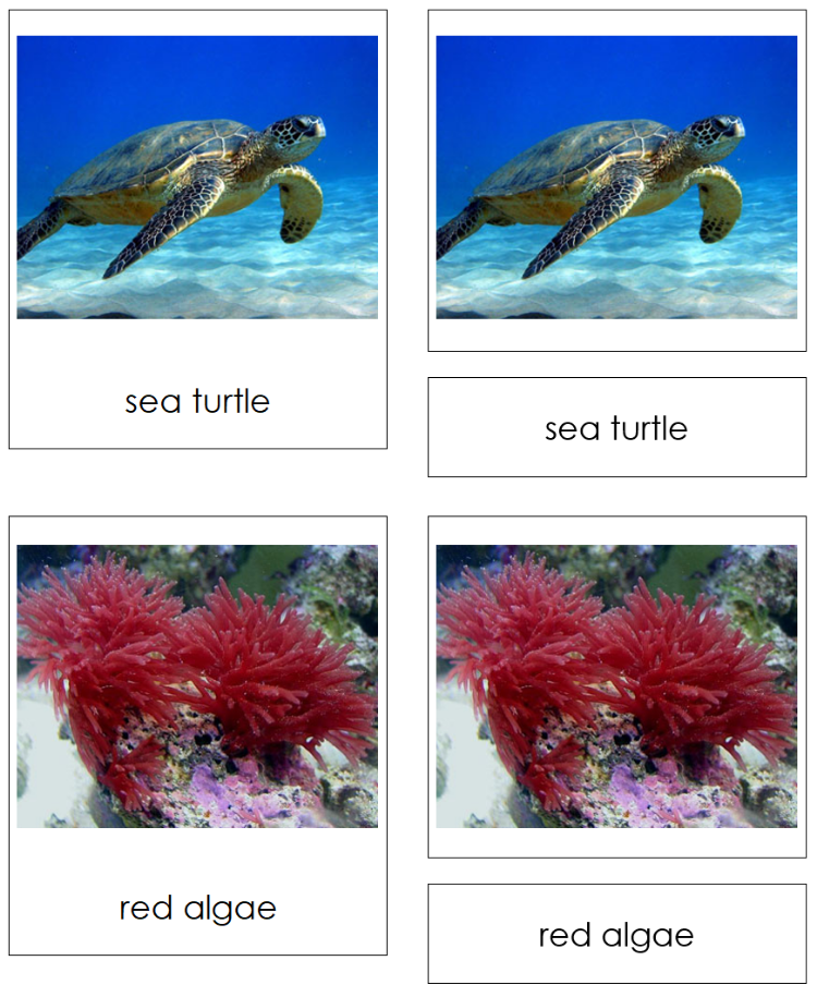 Shoreline Animals & Plants - Montessori Print Shop Digital Download