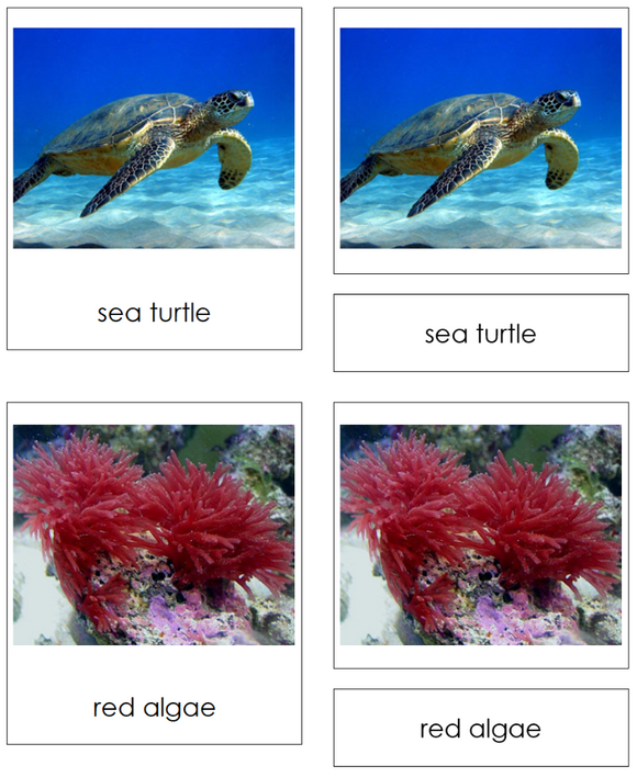 Shoreline Animals & Plants - Montessori Print Shop Digital Download