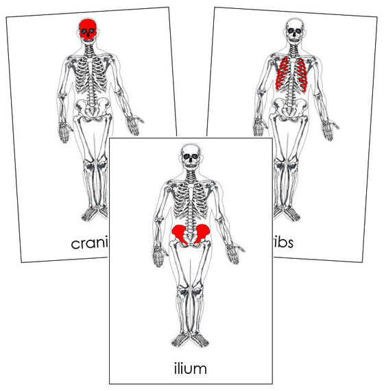 Skeleton Nomenclature Cards (red) - Montessori Print Shop