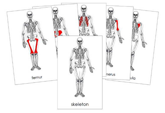 Skeleton 3-Part Nomenclature Cards - Montessori Print Shop Digital Download 