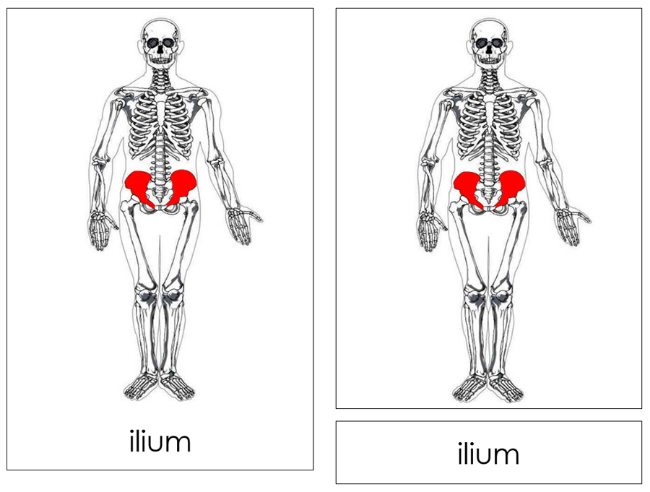 Skeleton 3-Part Nomenclature Cards - Montessori Print Shop Digital Download 