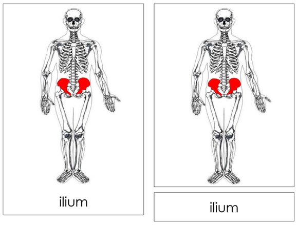 Skeleton 3-Part Nomenclature Cards - Montessori Print Shop Digital Download 