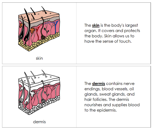 Skin Nomenclature Book - Montessori Print Shop Digital Download