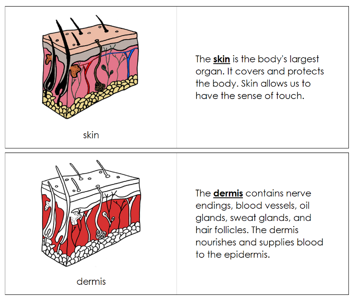 Skin Nomenclature Book (red) - Montessori Print Shop Digital Download