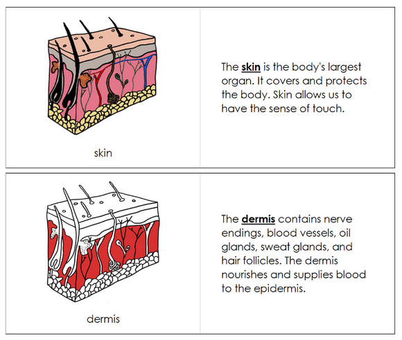 Skin Nomenclature Book (red) - Montessori Print Shop Digital Download
