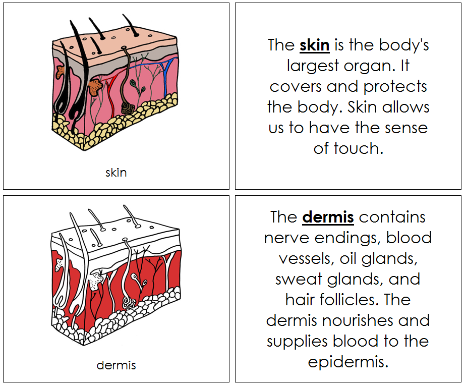 Skin Nomenclature Book (red) - Montessori Print Shop Digital Download