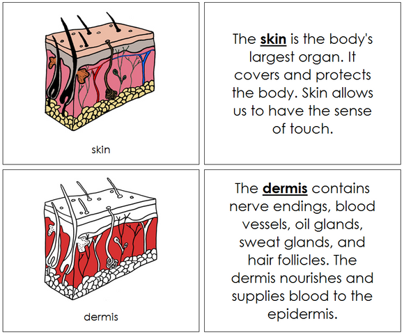 Skin Nomenclature Book (red) - Montessori Print Shop