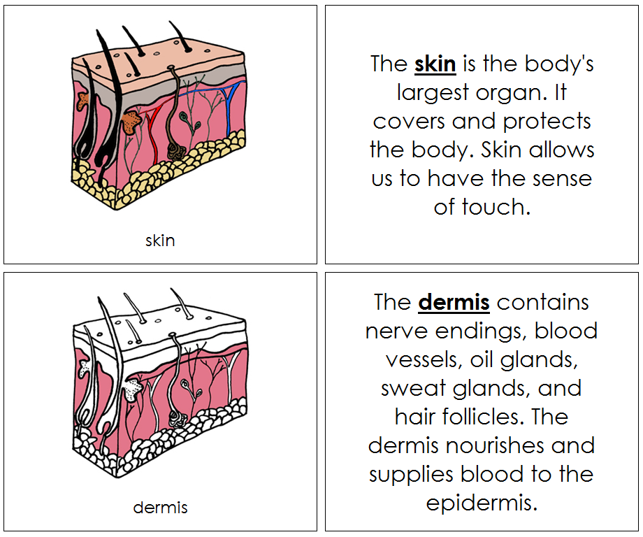 Skin Nomenclature Book - Montessori Print Shop Digital Download