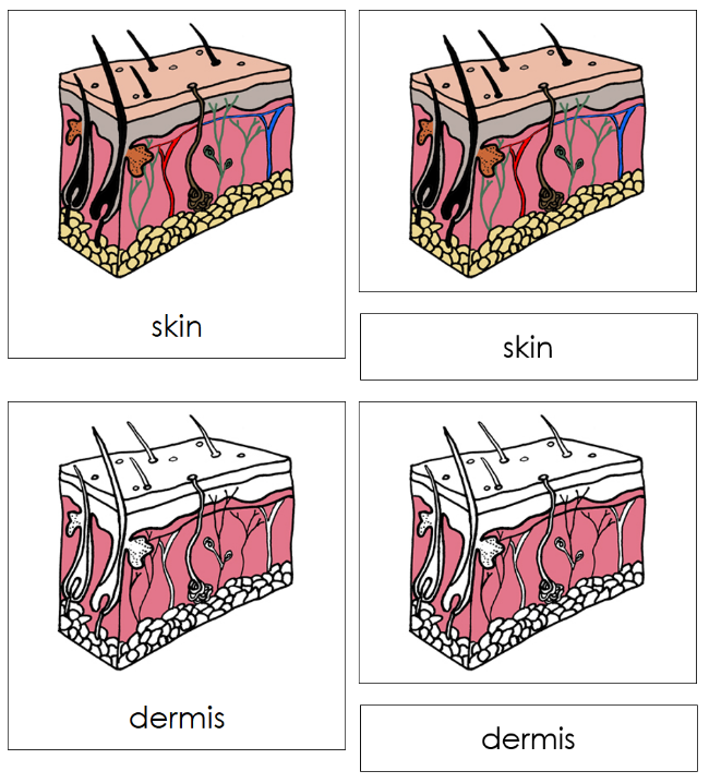 Parts of Human Skin 3-Part Nomenclature Cards - Montessori Print Shop Digital Download