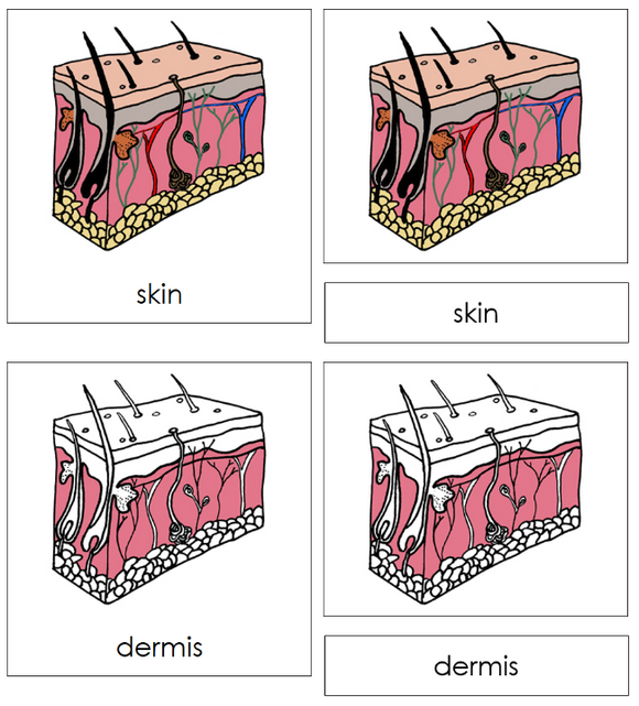 Parts of Human Skin 3-Part Nomenclature Cards - Montessori Print Shop Digital Download