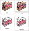 Skin Nomenclature 3-Part Cards - Montessori Print Shop