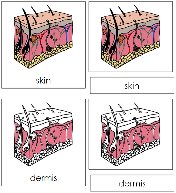 Skin Nomenclature Cards - Montessori Print Shop