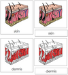 Skin Nomenclature 3-Part Cards (red) - Montessori Print Shop