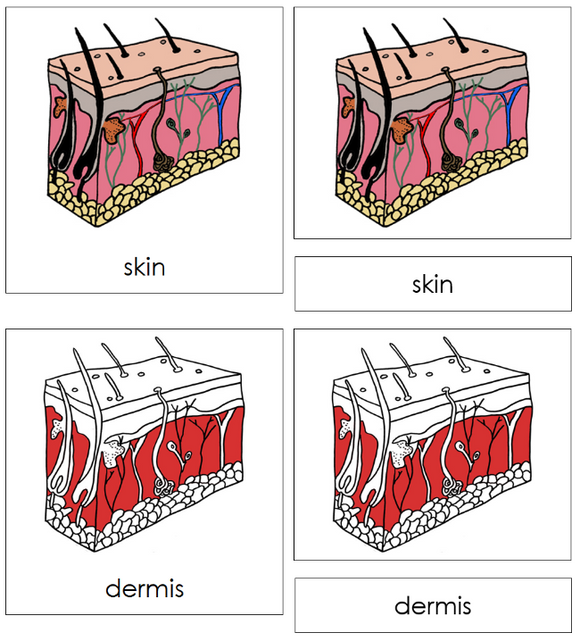 Parts of Human Skin 3-Part Nomenclature Cards (red) - Montessori Print Shop Digital Download